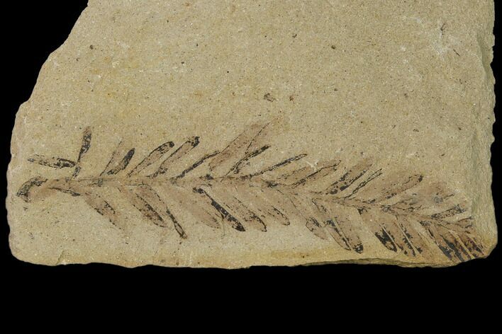 Dawn Redwood (Metasequoia) Fossil - Montana #135718